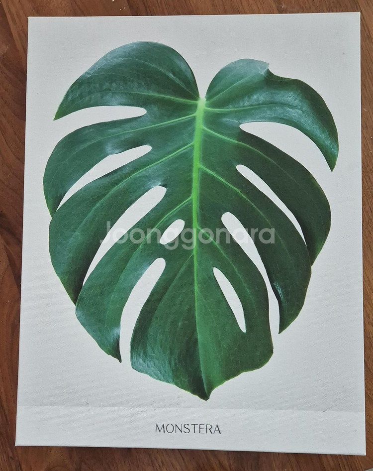 몬스테라 그림 액자--0