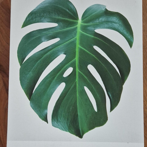 몬스테라 그림 액자