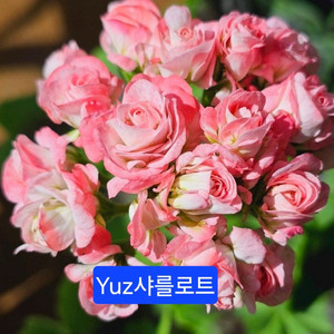 Yuz샤를로트(유미님)k제라늄