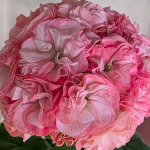 Yuz분홍달(유미님)k제라늄