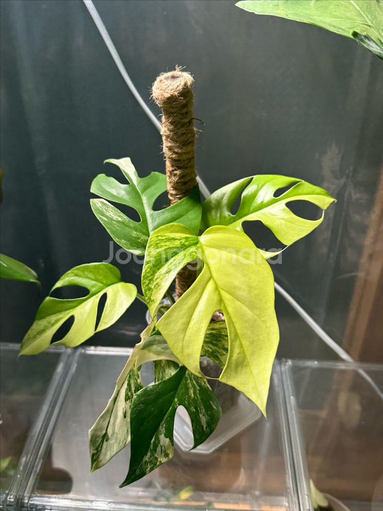 옐로우 히메 몬스테라 3촉--0