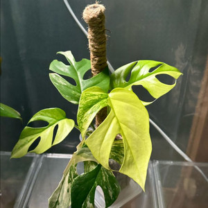 옐로우 히메 몬스테라 3촉