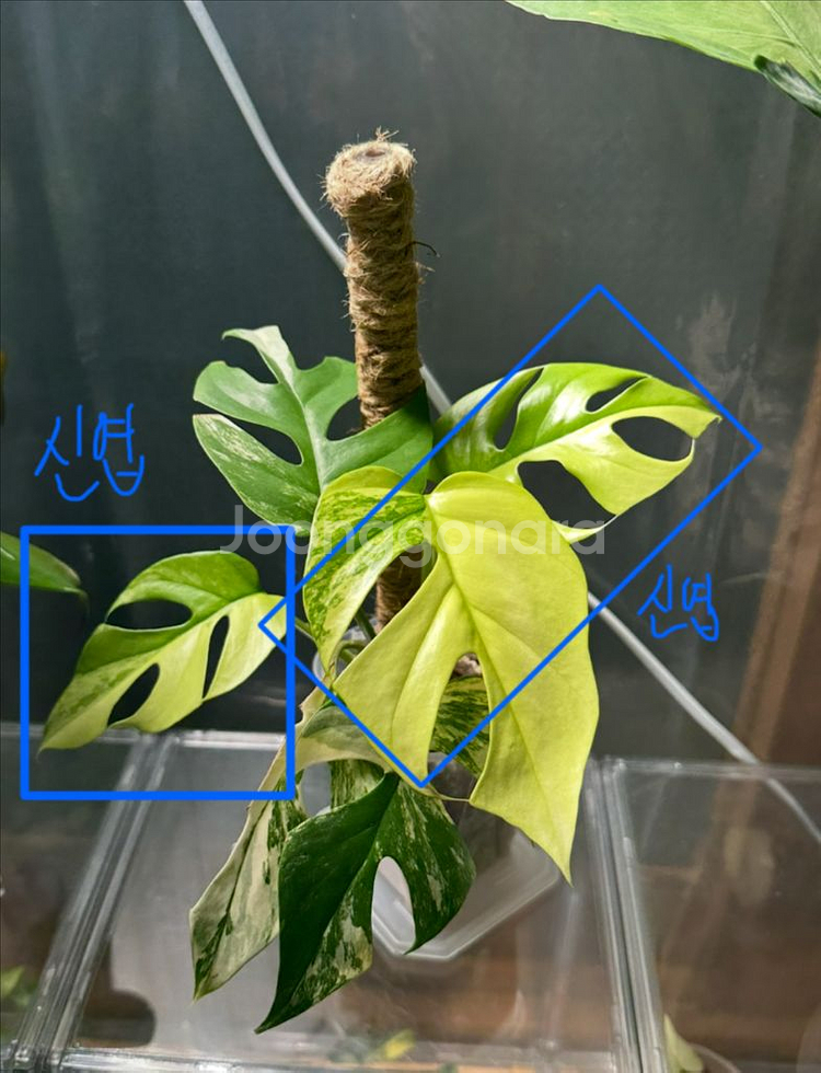 옐로우 히메 몬스테라 3촉--1