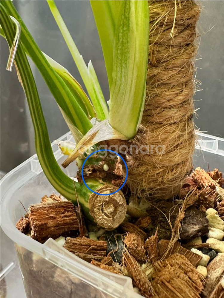 옐로우 히메 몬스테라 3촉--4