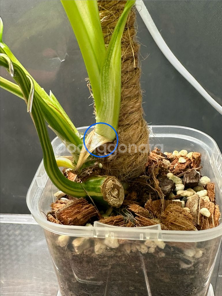 옐로우 히메 몬스테라 3촉--3