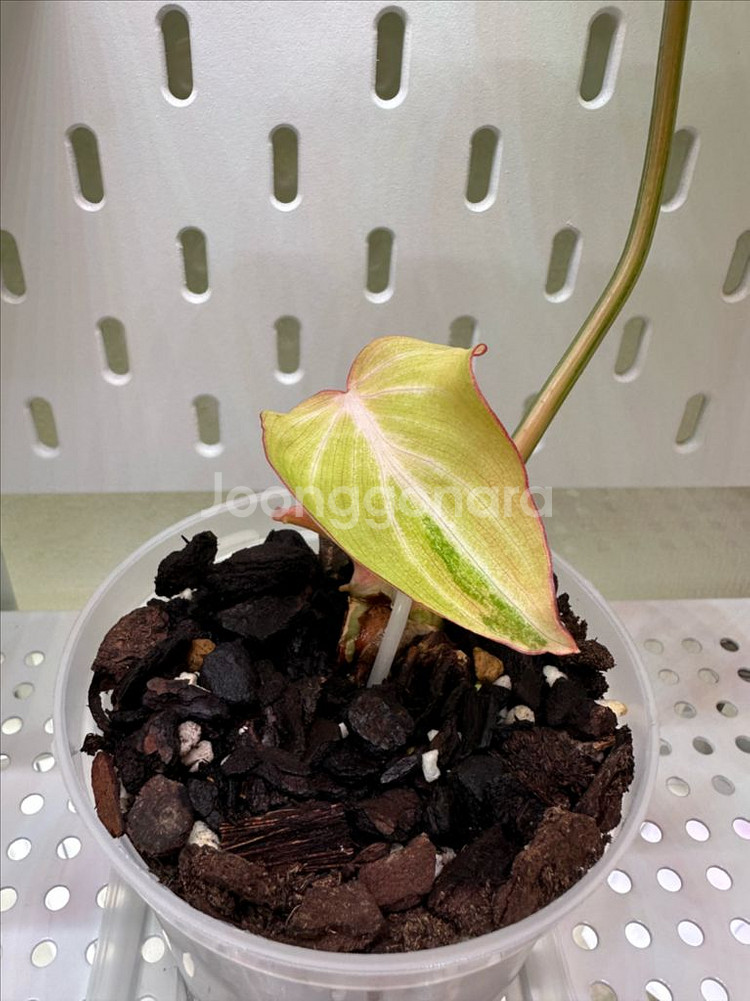 필로덴드론 글로리오섬 바리에가타 1--0