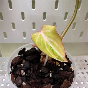 필로덴드론 글로리오섬 바리에가타 1