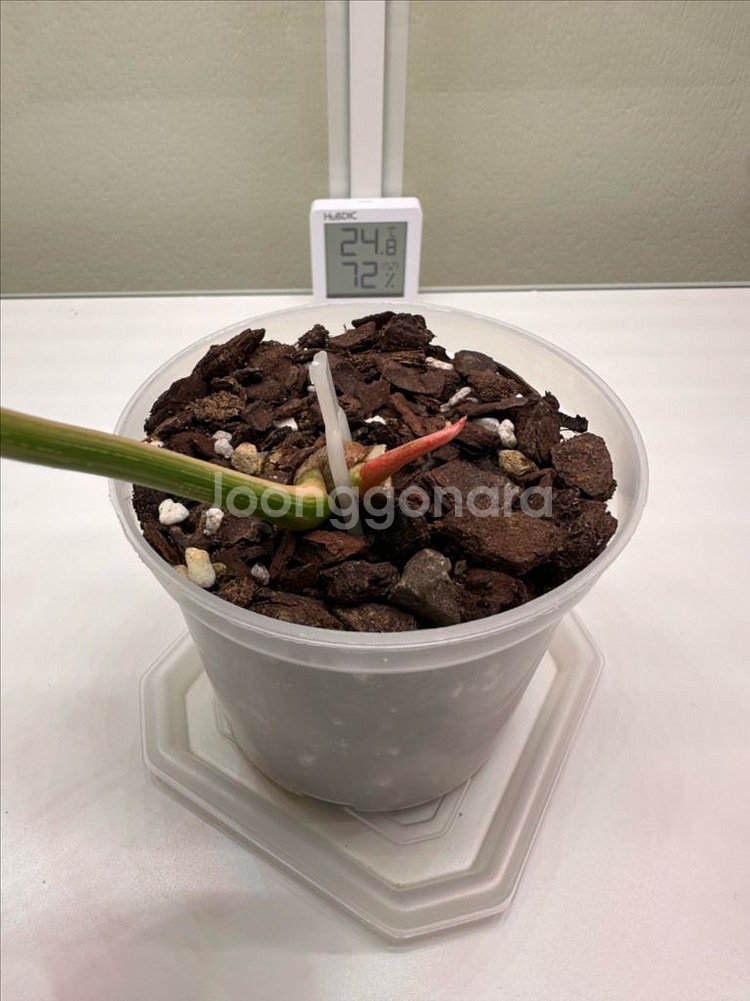 필로덴드론 글로리오섬 바리에가타 1--2