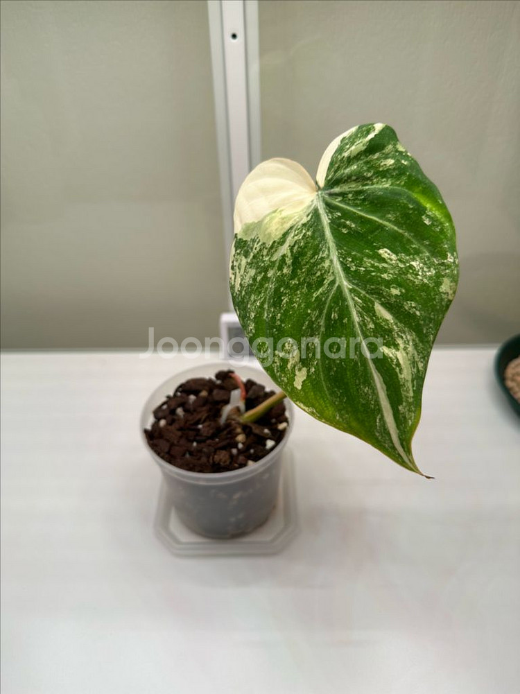 필로덴드론 글로리오섬 바리에가타 1--1