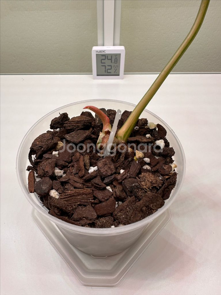 필로덴드론 글로리오섬 바리에가타 1--3