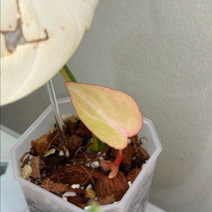 필로덴드론 글로리오섬 바리에가타 2