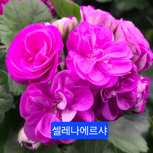 셀레나에르샤 러시아제라늄
