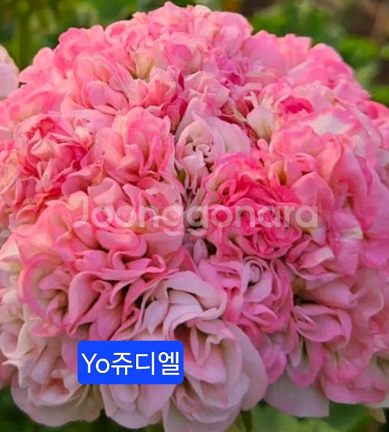YO쥬디엘 K제라늄--0