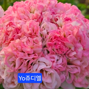 YO쥬디엘 K제라늄