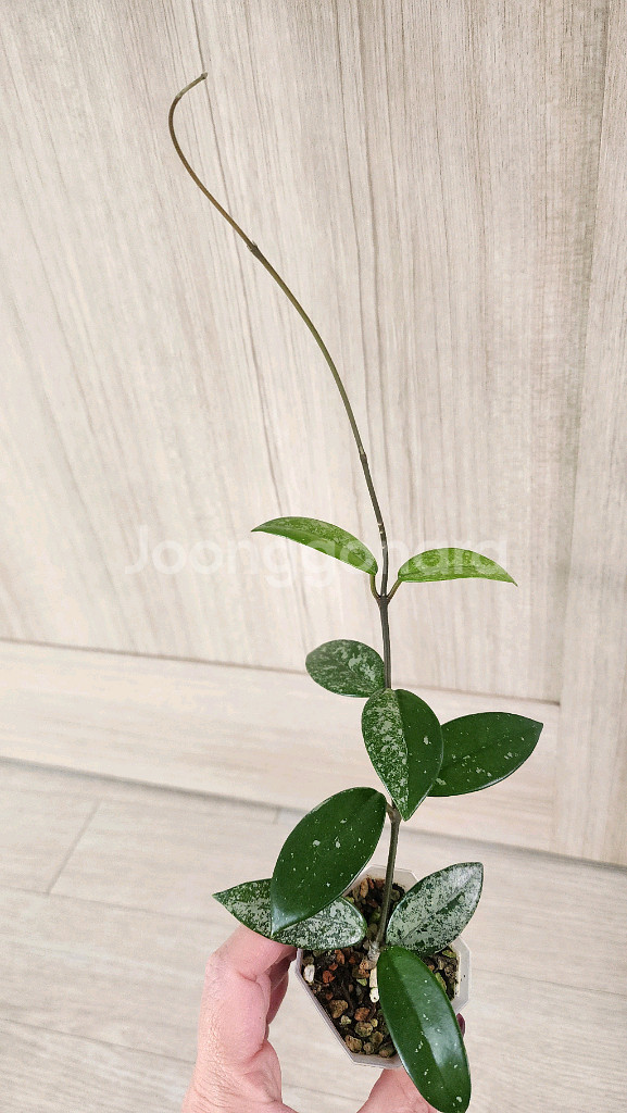호야 윌버그레이브--0