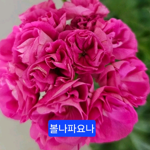 볼나파요나 러시아제라늄