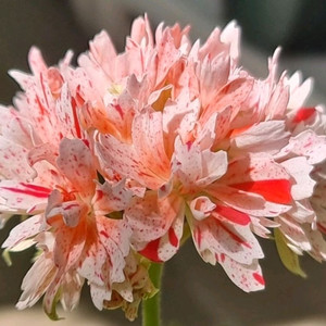 J트로피(뽀롱마미님)k제라늄