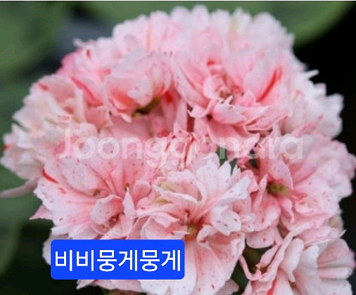 비비뭉게뭉게 스텔라제라늄--0