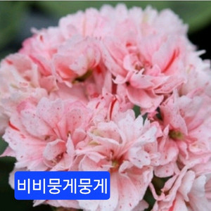 비비뭉게뭉게 스텔라제라늄