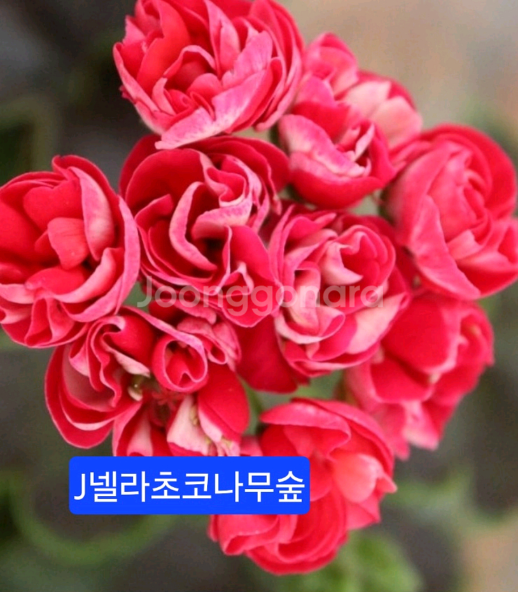 J넬라초코나무숲--0