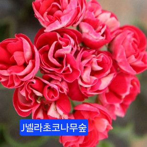 J넬라초코나무숲