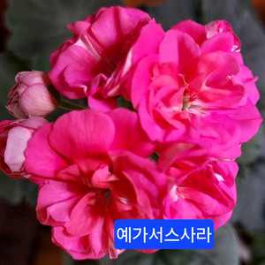 예가서스사라 러시아제라늄