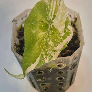 알로카시아 심포 화이트 바리에가타