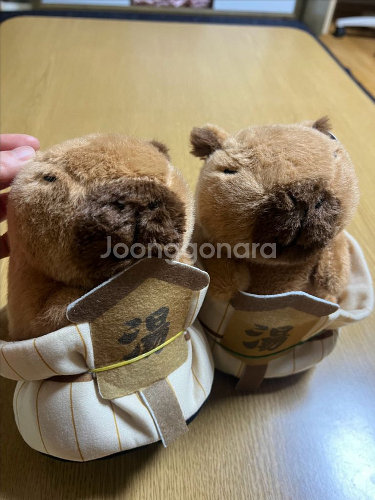 온천중인 카피바라--0