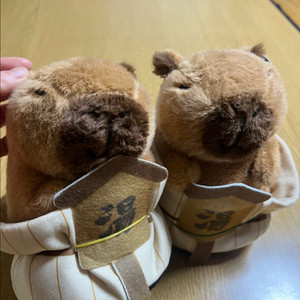 온천중인 카피바라