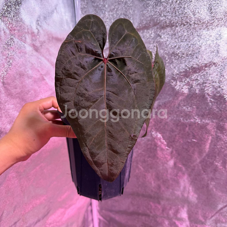 안스리움 에오스다크폼x레드베인다크피닉스--0