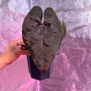 안스리움 에오스다크폼x레드베인다크피닉스