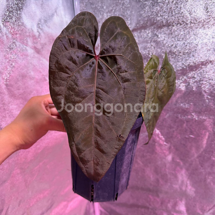 안스리움 에오스다크폼x레드베인다크피닉스--1