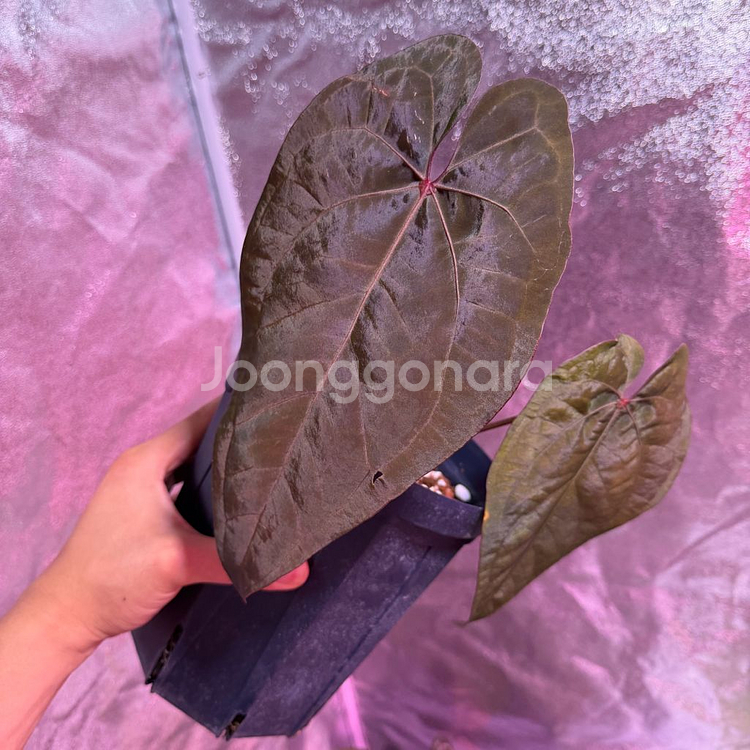 안스리움 에오스다크폼x레드베인다크피닉스--2