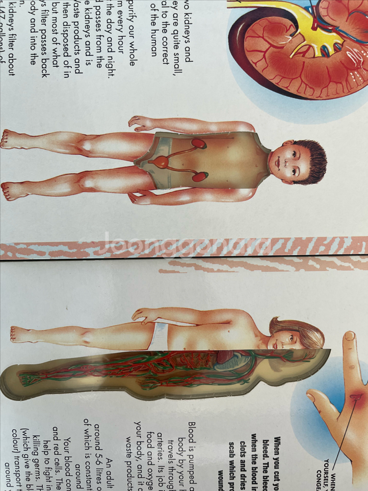 잠수네 영어 노래 그림책 27권 +덤 잠수그림책 20권--6