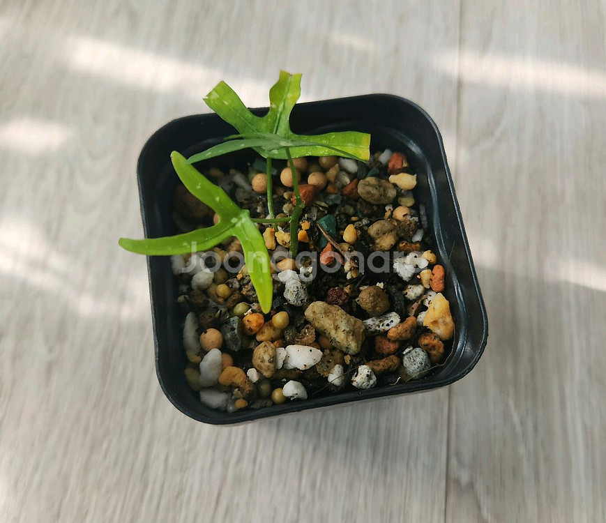 구근 덩쿨식물 아데니아 키르키 삽목수--0