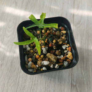 구근 덩쿨식물 아데니아 키르키 삽목수