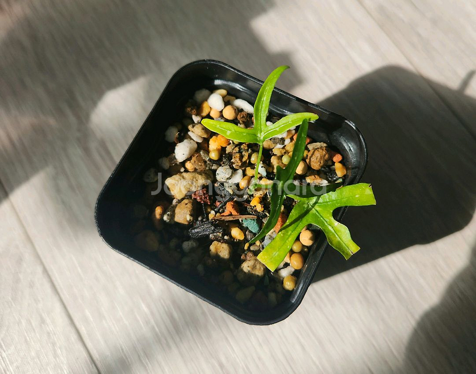 구근 덩쿨식물 아데니아 키르키 삽목수--1