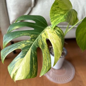 몬스테라 옐로우 바리에가타 보르시지아나 무늬 식물