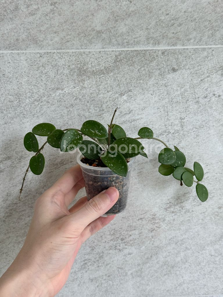 호야 마틸드 마틸다 (쌍촉)--0