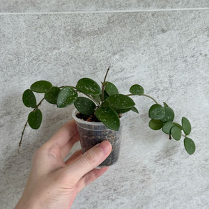 호야 마틸드 마틸다 (쌍촉)