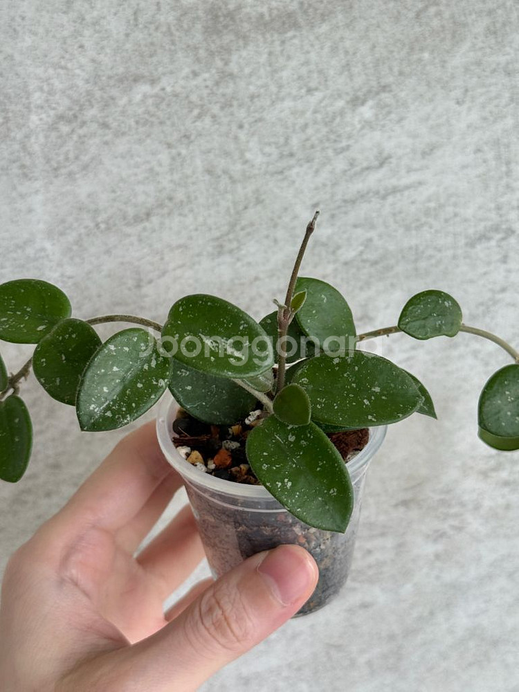 호야 마틸드 마틸다 (쌍촉)--1