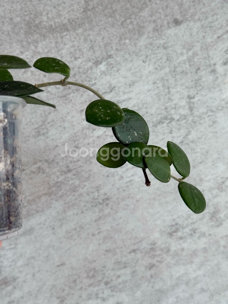 호야 마틸드 마틸다 (쌍촉)--2