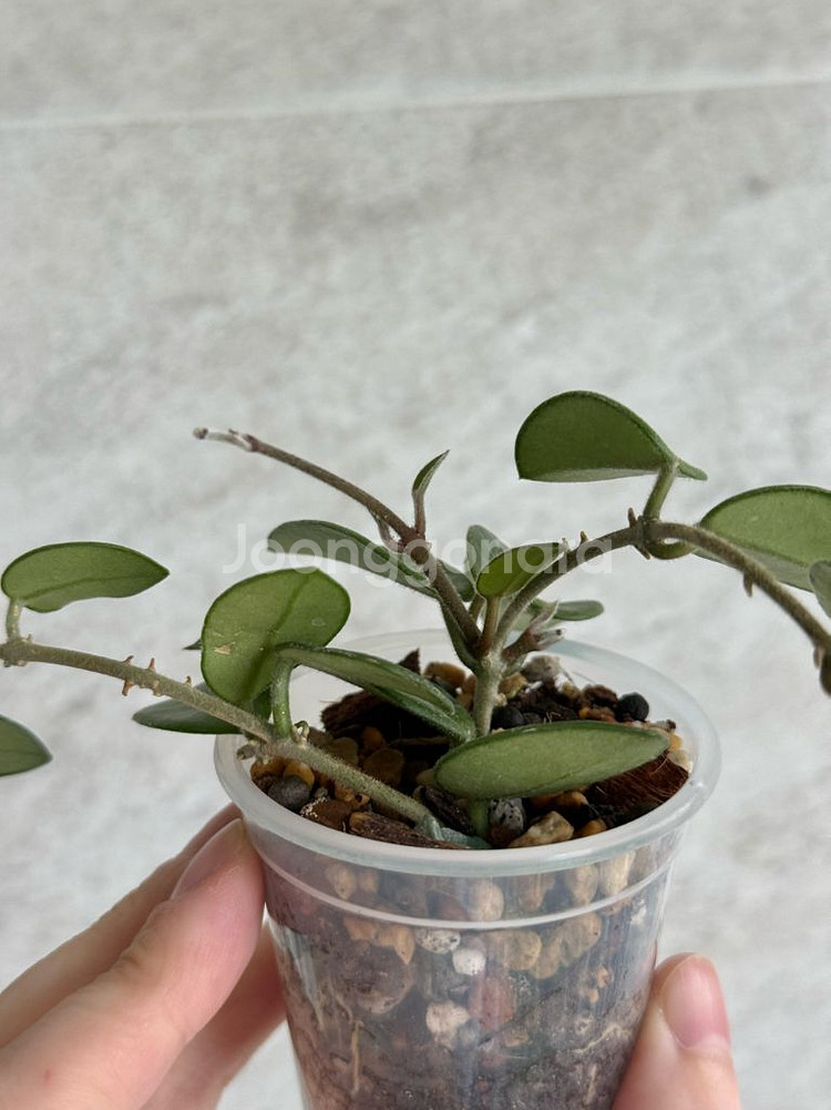 호야 마틸드 마틸다 (쌍촉)--3