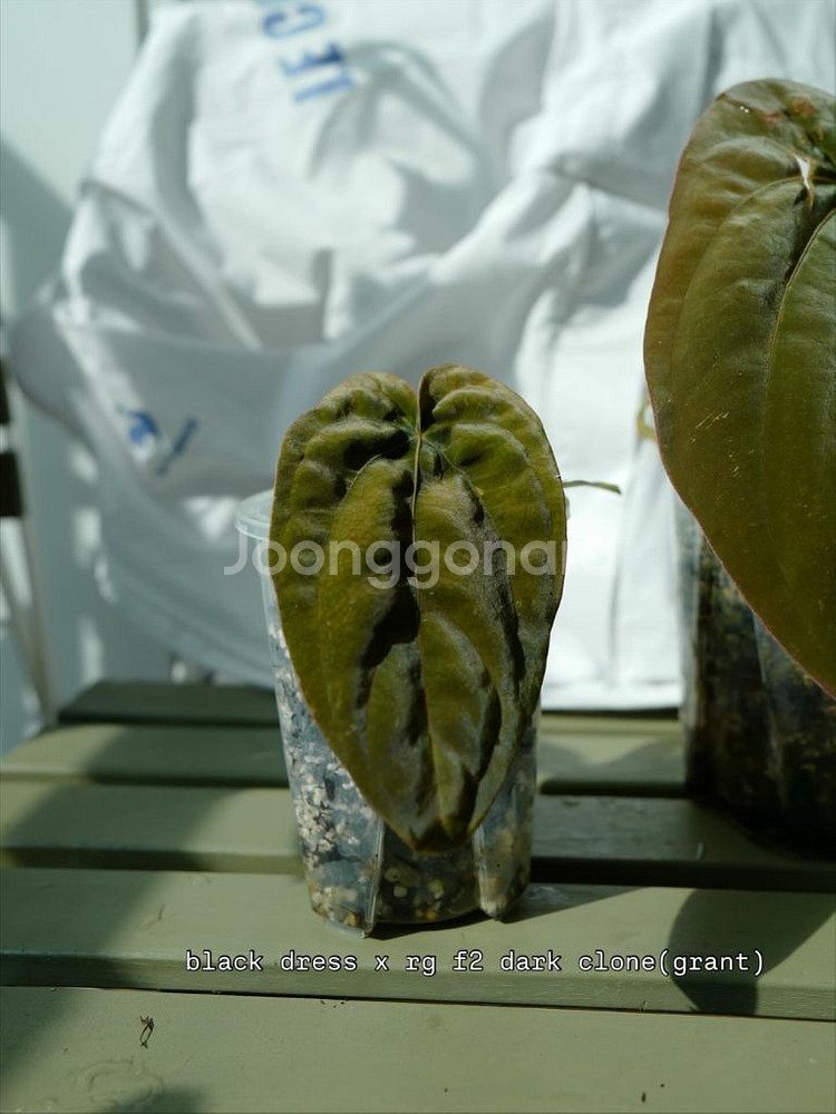 안스리움 드레스러리 블랙 x rg f2 그랜트--4