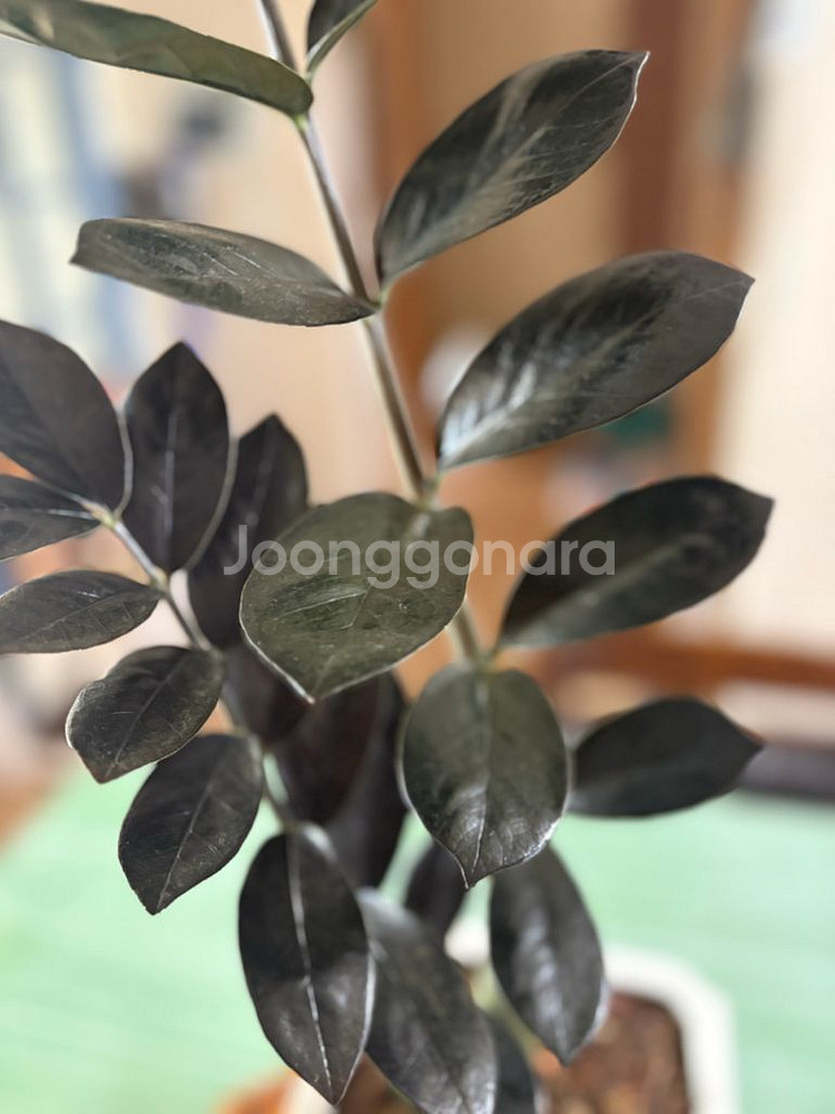 희구식물 블래금전수--1