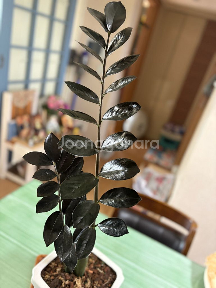 희구식물 블래금전수--3