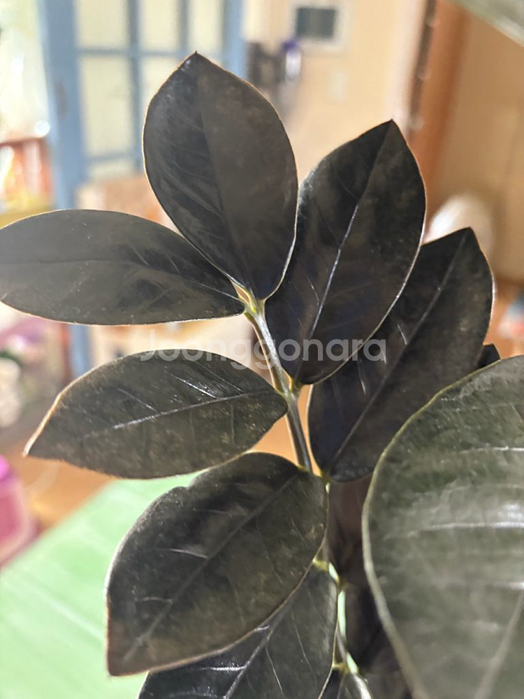 희구식물 블래금전수--2