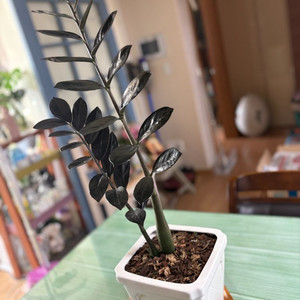 희구식물 블래금전수