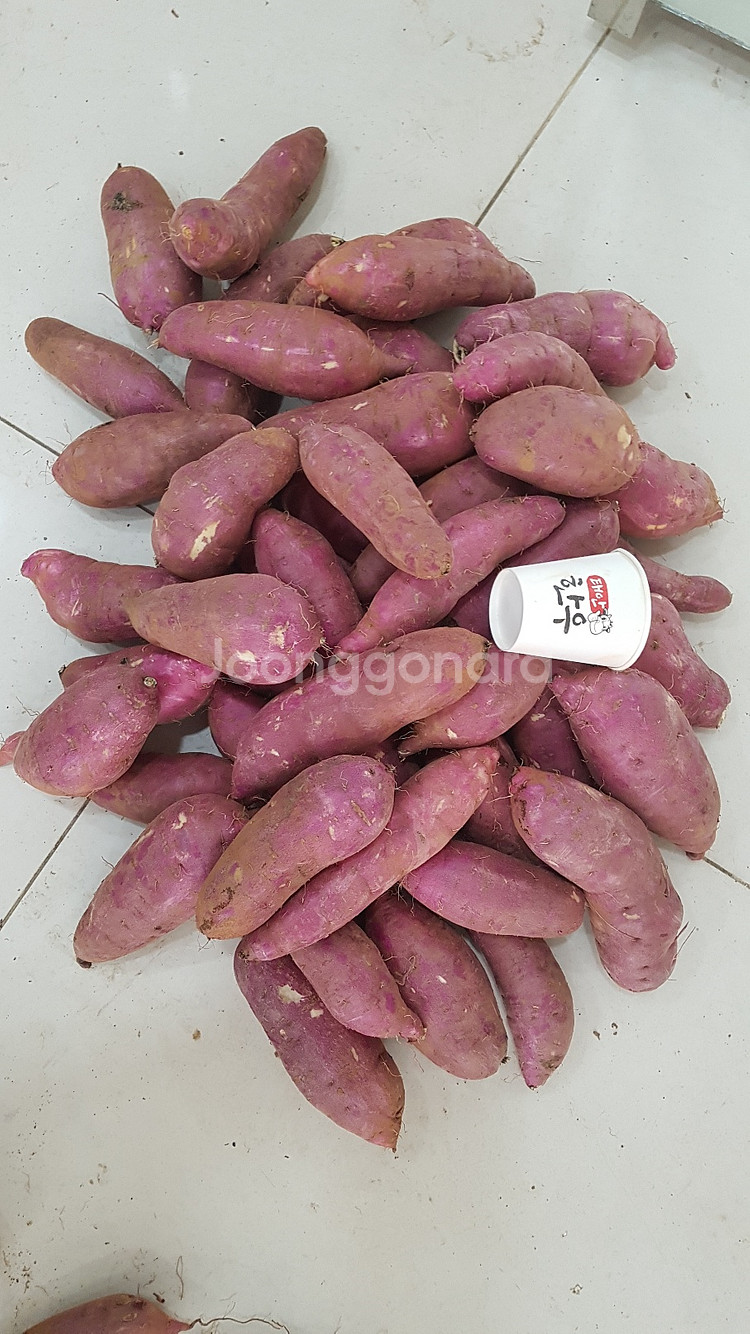 고구마 판매합니다.--0