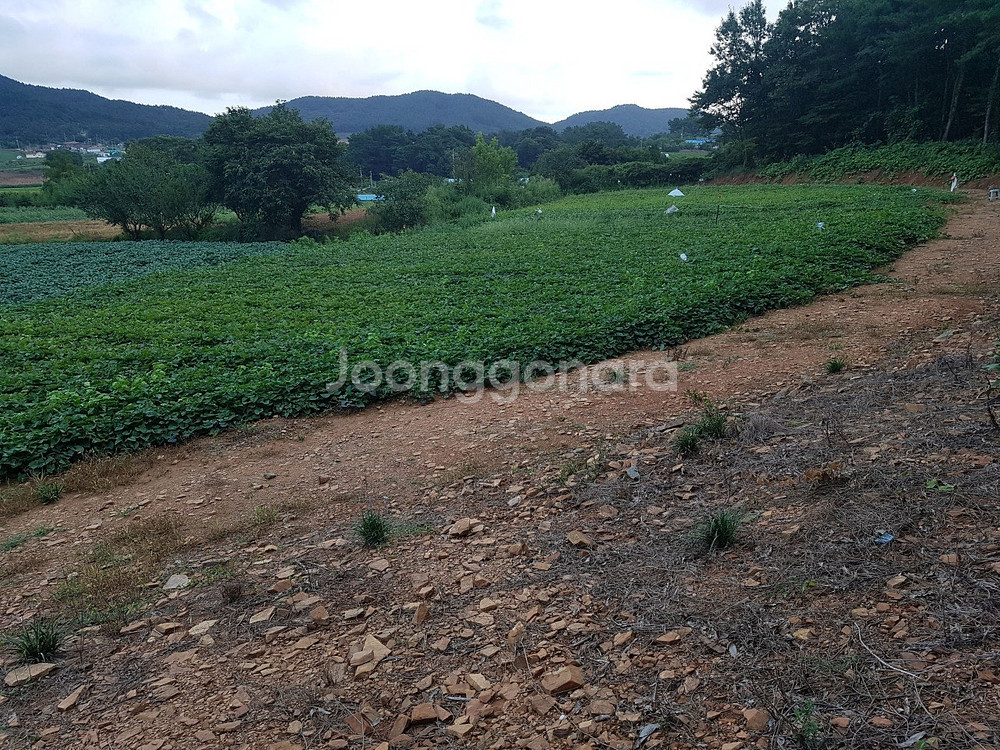 고구마 판매합니다.--1